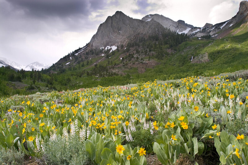 Wildflowers in Mountain Meadow — Green, Dramatic