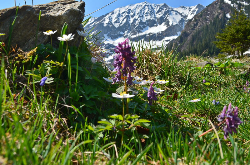 Wildflowers in Mountain Meadow — Green, Serene, Spring