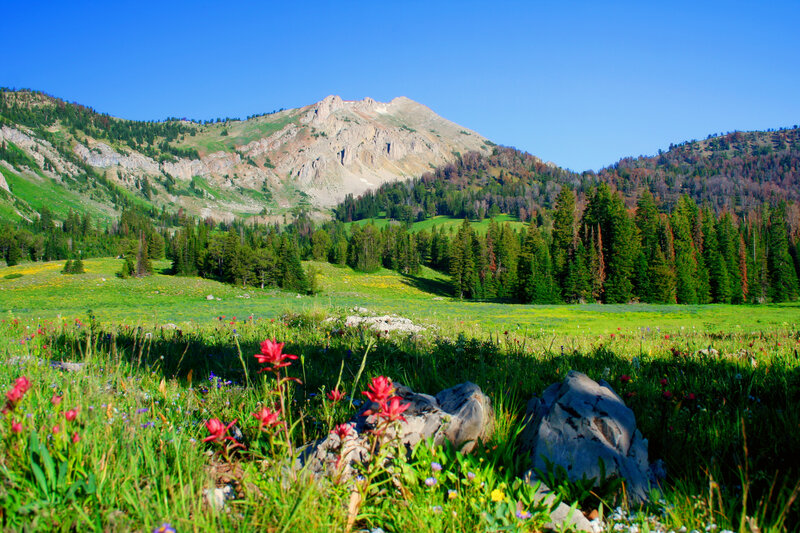 Wildflowers in Mountain Meadow — Green, Serene, Summer, Photograph, Forest