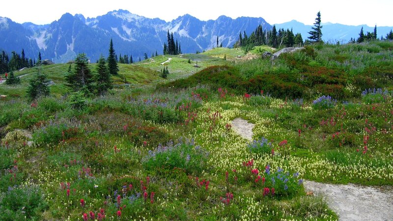 Wildflowers in Mountain Meadow — Green, Serene, Summer, Photograph, Mountains, Trees, Path