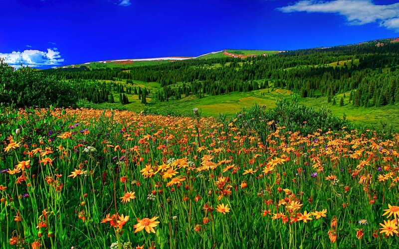 Wildflowers in Mountain Meadow — Green, Serene, Summer, Photograph