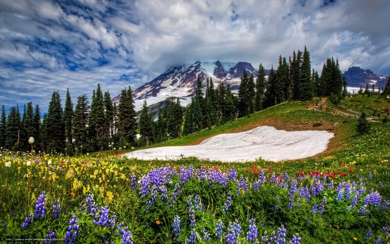 Wildflowers in Mountain Meadow — Green, Serene, Summer, Photograph, Trees, Snow Patch