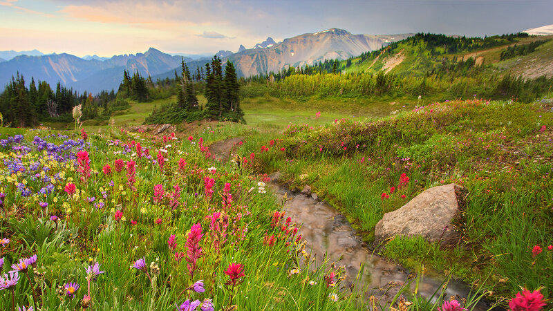 Wildflowers in Mountain Meadow — Green, Serene, Summer