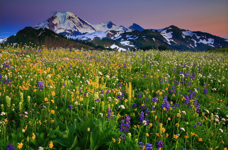 Wildflowers in Mountain Meadow — Green, Serene, Sunset, Photograph
