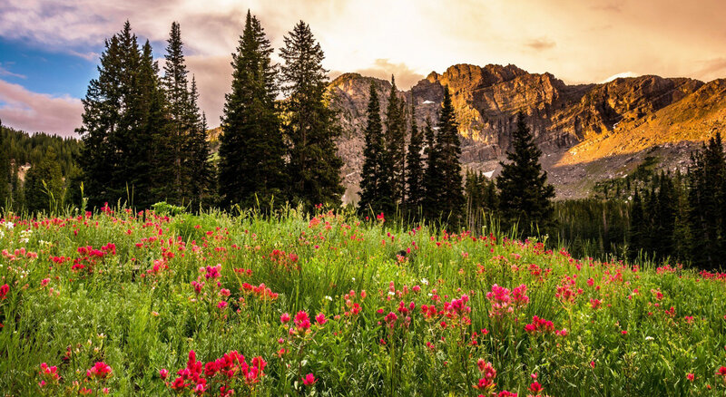 Wildflowers in Mountain Meadow — Green, Serene, Sunset, Photograph, Trees