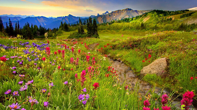 Wildflowers in Mountain Meadow — Green, Serene, Sunset