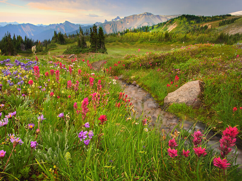 Wildflowers in Mountain Meadow — Green, Serene