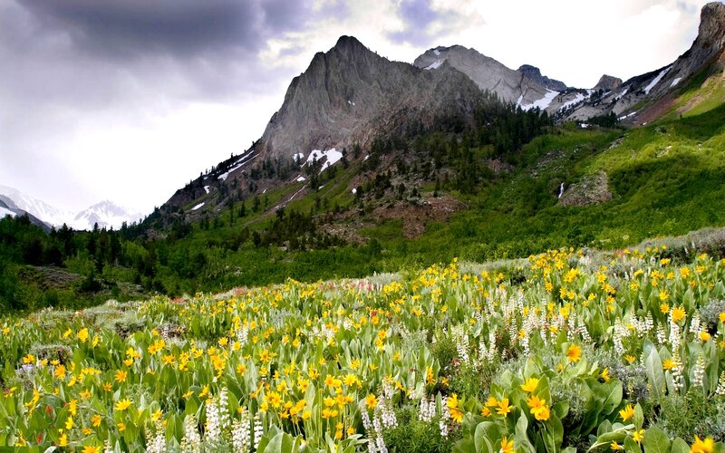 Wildflowers in Mountain Meadow — Green