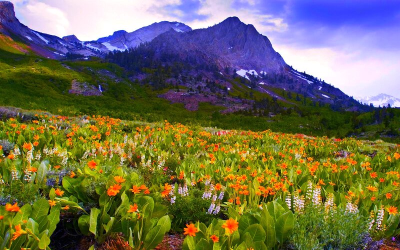 Wildflowers in Mountain Meadow — Orange