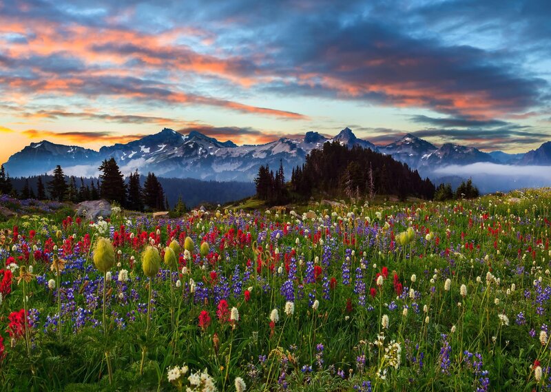 Wildflowers in Mountain Meadow — Purple, Dramatic, Sunrise