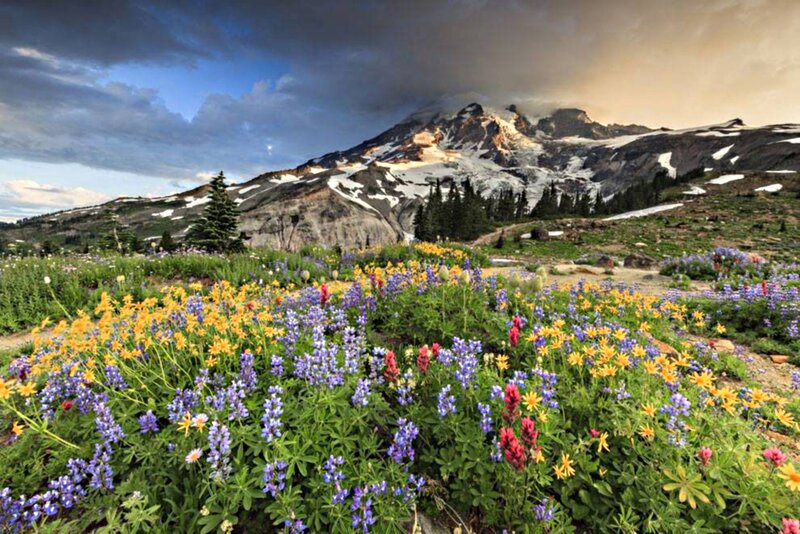 Wildflowers in Mountain Meadow — Purple, Dramatic