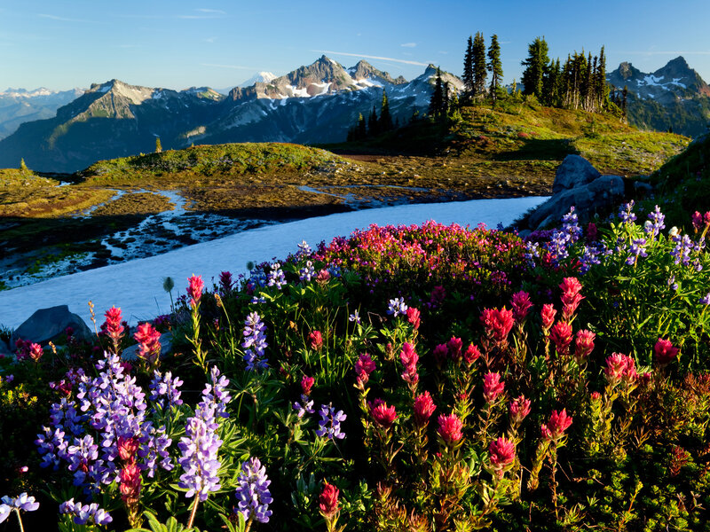 Wildflowers in Mountain Meadow — Purple, Serene, Morning