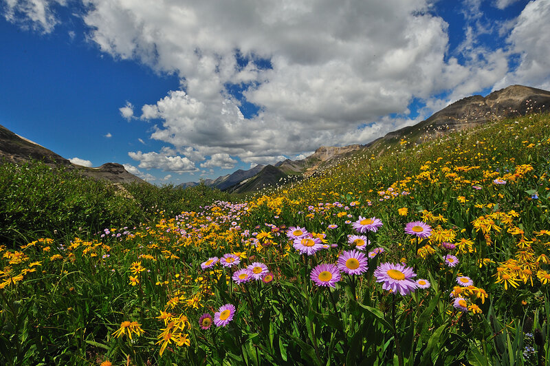 Wildflowers in Mountain Meadow — Purple, Serene, Summer