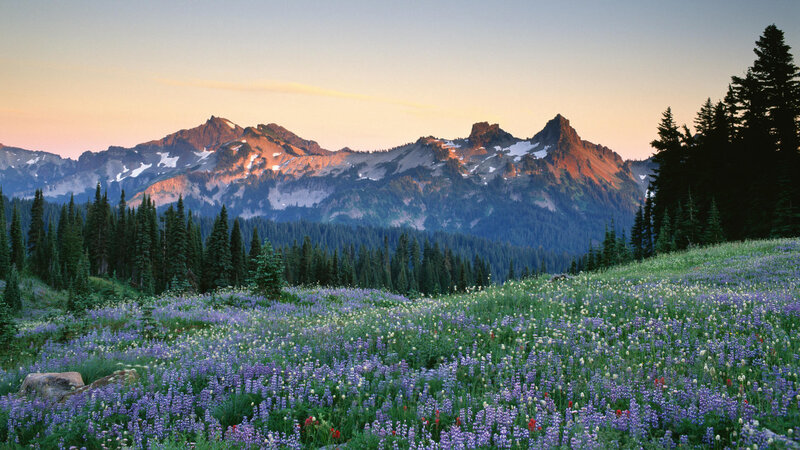 Wildflowers in Mountain Meadow — Purple, Serene, Sunset