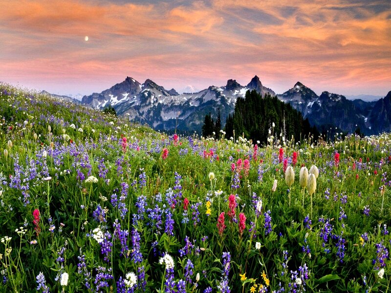 Wildflowers in Mountain Meadow — Purple, Serene