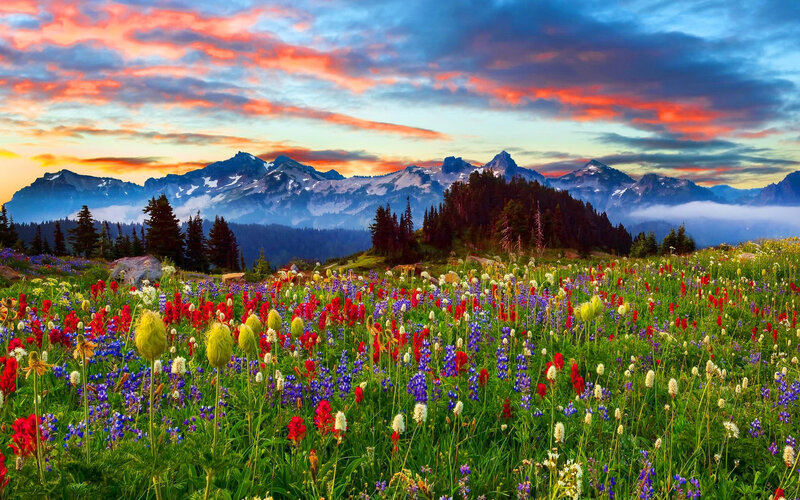 Wildflowers in Mountain Meadow — Red, Dramatic