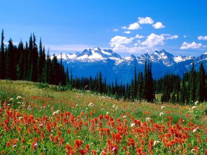 Wildflowers in Mountain Meadow — Red