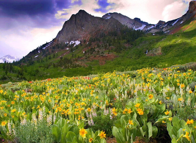 Wildflowers in Mountain Meadow — Yellow, Dramatic