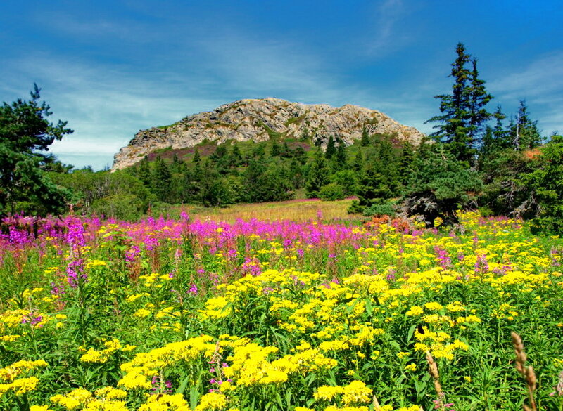 Wildflowers in Mountain Meadow — Yellow, Serene, Summer, Photograph