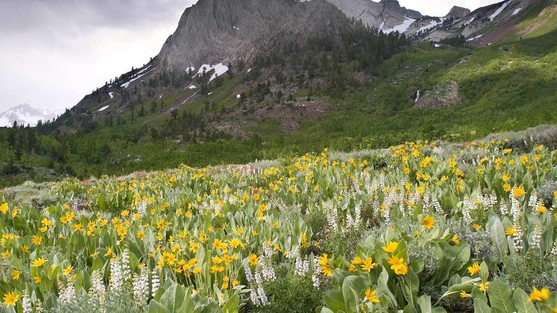 Wildflowers in Mountain Meadow — Yellow, Serene, Summer