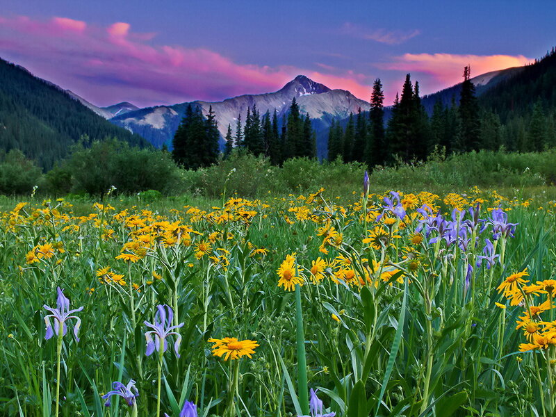 Wildflowers in Mountain Meadow — Yellow, Serene, Sunset