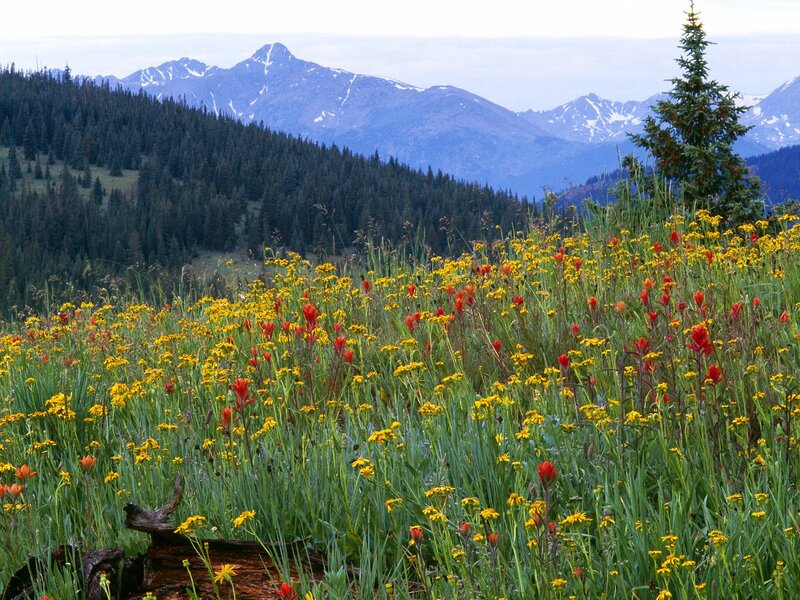 Wildflowers in Mountain Meadow — Yellow, Serene