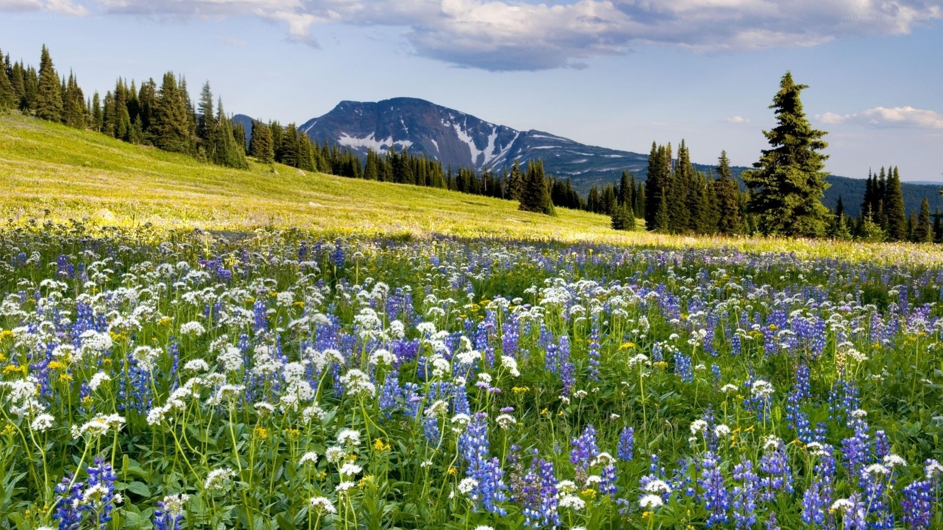 Wildflowers in mountain meadow