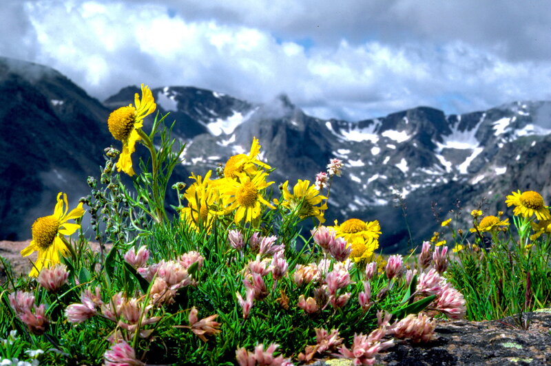 Wildflowers in Mountain