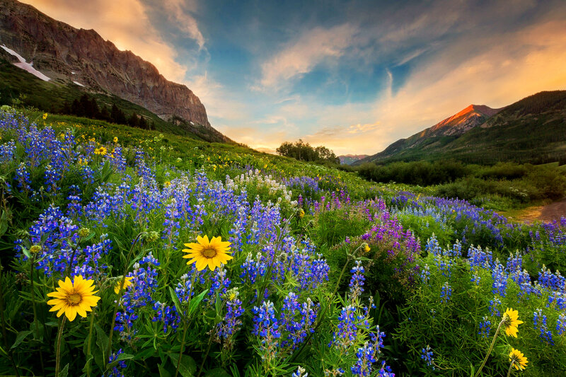 Wildflowers in Mountain Valley — Blue, Serene