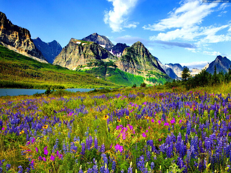Wildflowers in Mountain Valley — Blue