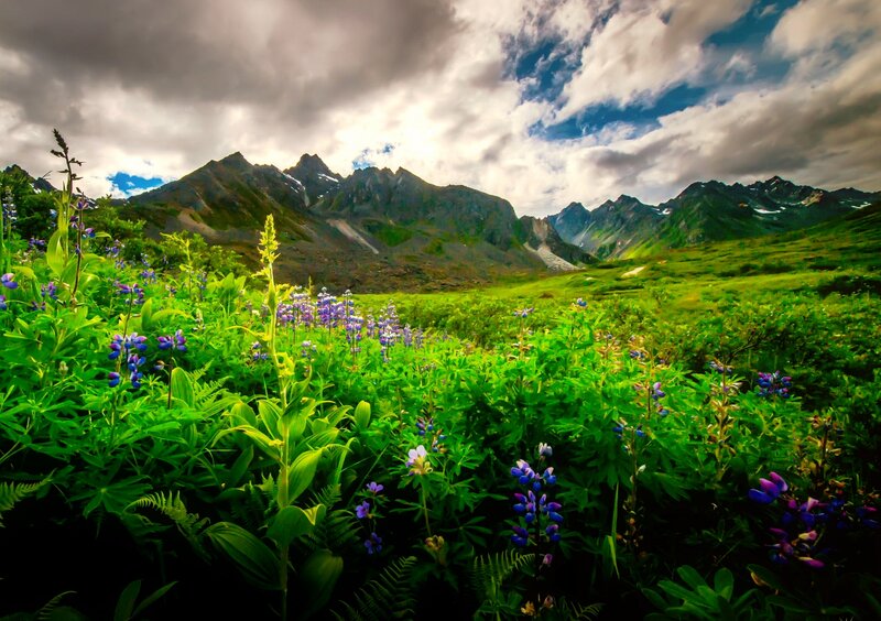 Wildflowers in Mountain Valley — Green, Dramatic, Afternoon