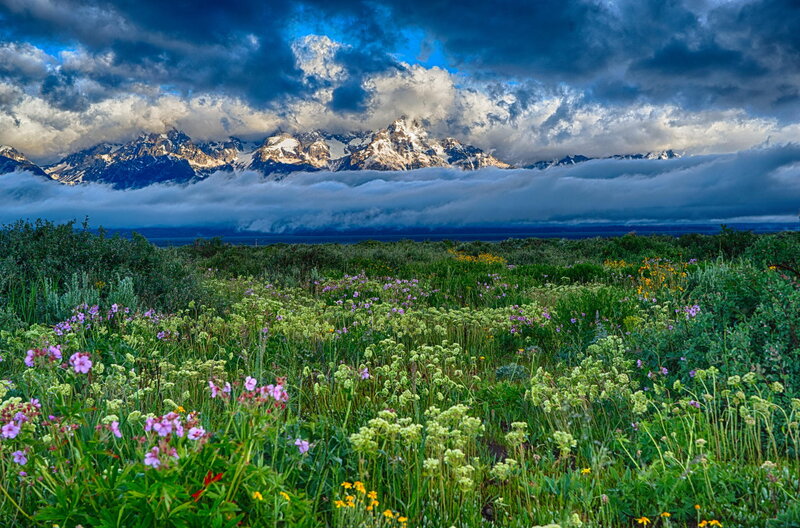 Wildflowers in Mountain Valley — Green, Dramatic, Morning