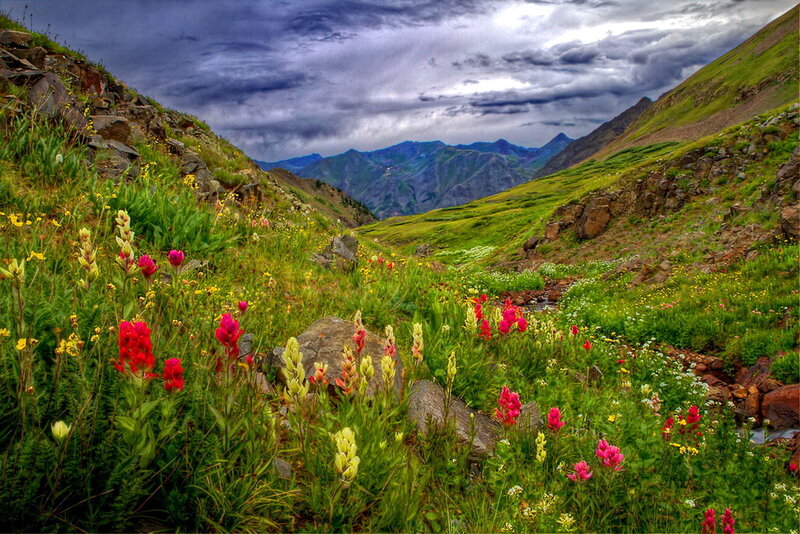 Wildflowers in Mountain Valley — Green, Dramatic, Summer