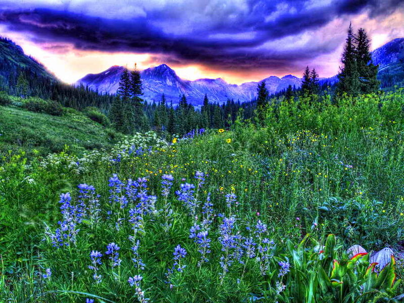 Wildflowers in Mountain Valley — Green, Dramatic