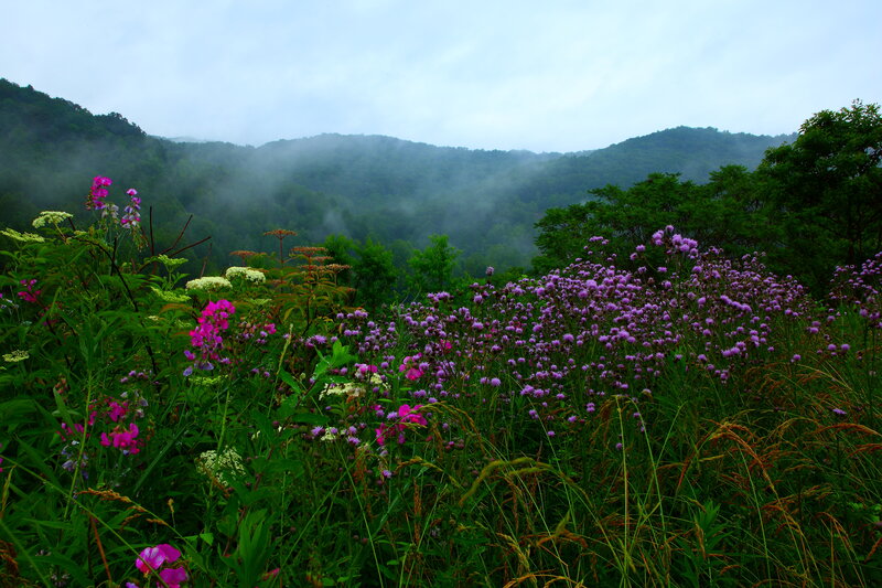 Wildflowers in Mountain Valley — Green, Misty