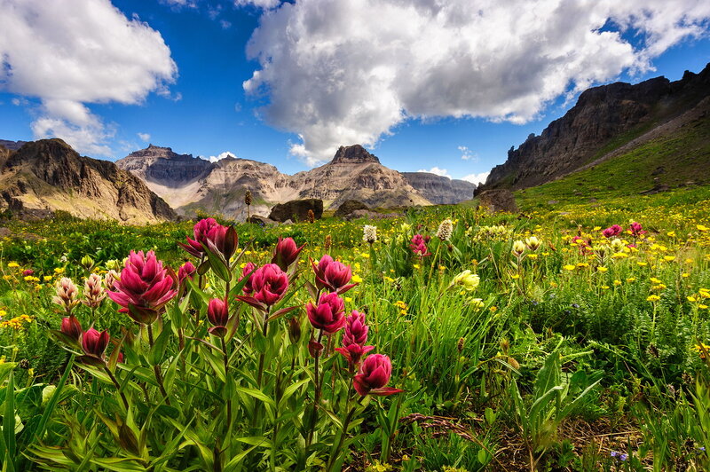 Wildflowers in Mountain Valley — Green, Serene, Afternoon, Photograph, Mountains