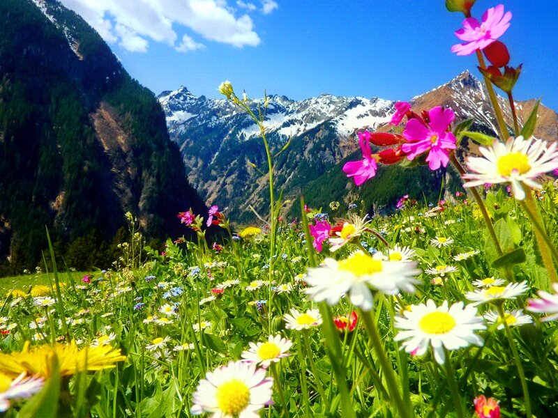 Wildflowers in Mountain Valley — Green, Serene, Spring