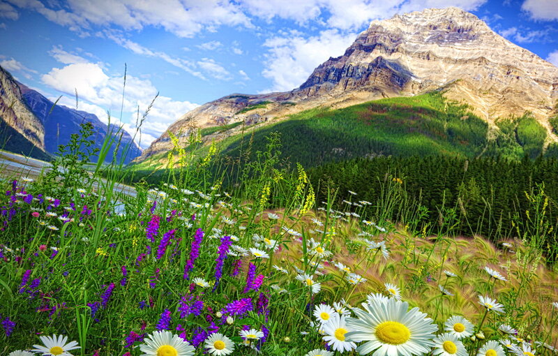 Wildflowers in Mountain Valley — Green, Serene, Summer, Photograph, Forest