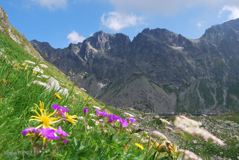 Wildflowers in Mountain Valley — Green, Serene, Summer, Photograph, Mountains, Sky