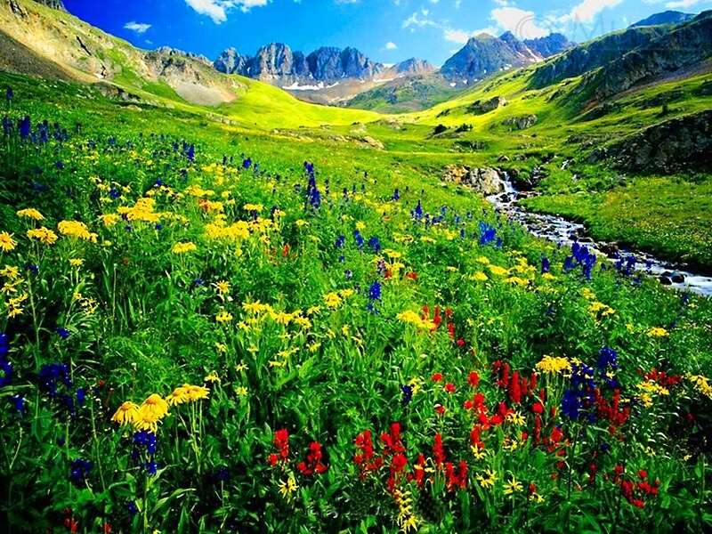 Wildflowers in Mountain Valley — Green, Serene, Summer, Photograph