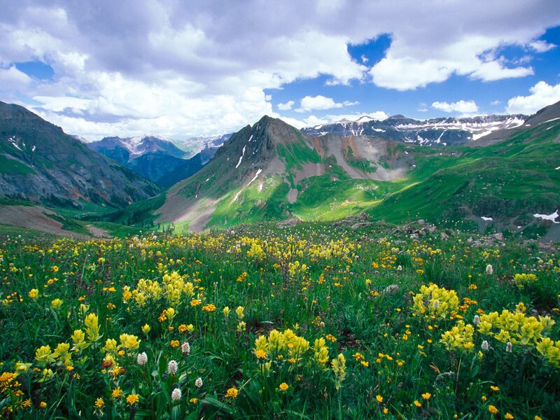 Wildflowers in Mountain Valley — Green, Serene, Summer