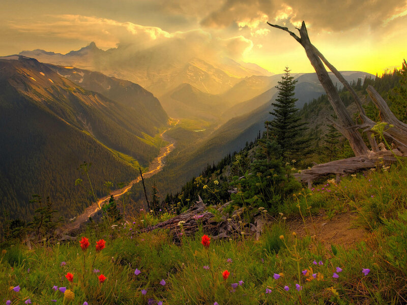 Wildflowers in Mountain Valley — Green, Serene, Sunset, Photograph
