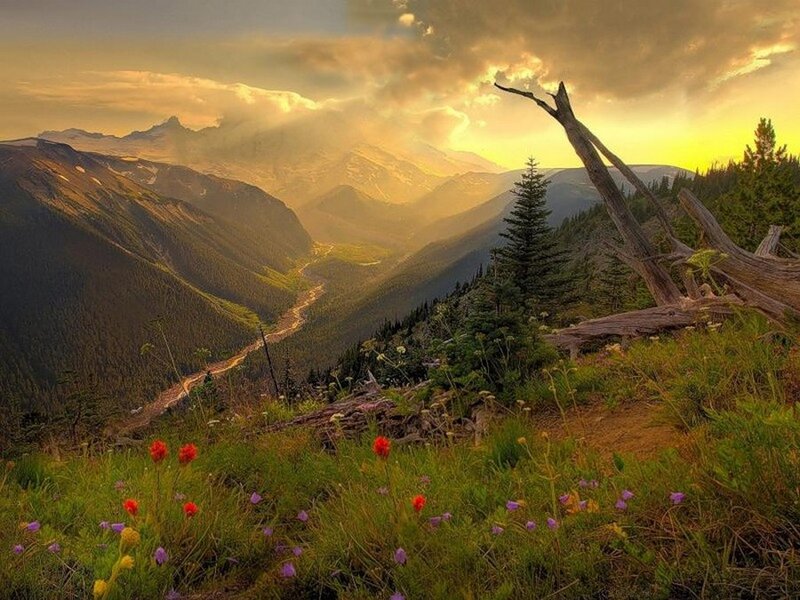 Wildflowers in Mountain Valley — Green, Serene, Sunset
