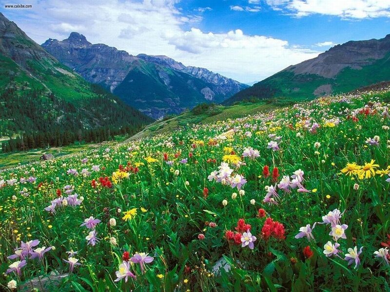 Wildflowers in Mountain Valley — Green, Serene