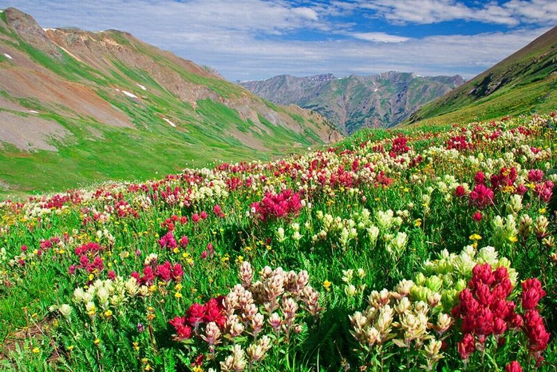 Wildflowers in Mountain Valley — Green
