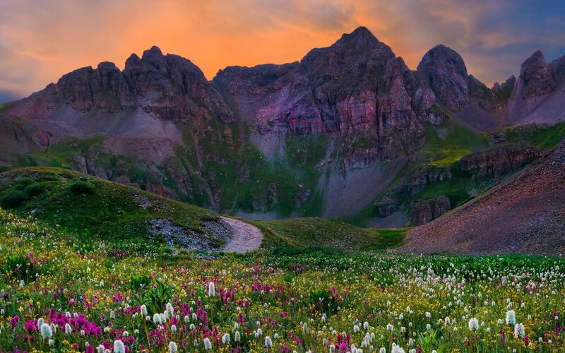 Wildflowers in Mountain Valley — Orange, Dramatic