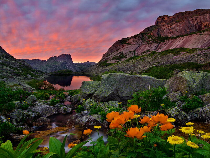 Wildflowers in Mountain Valley — Orange
