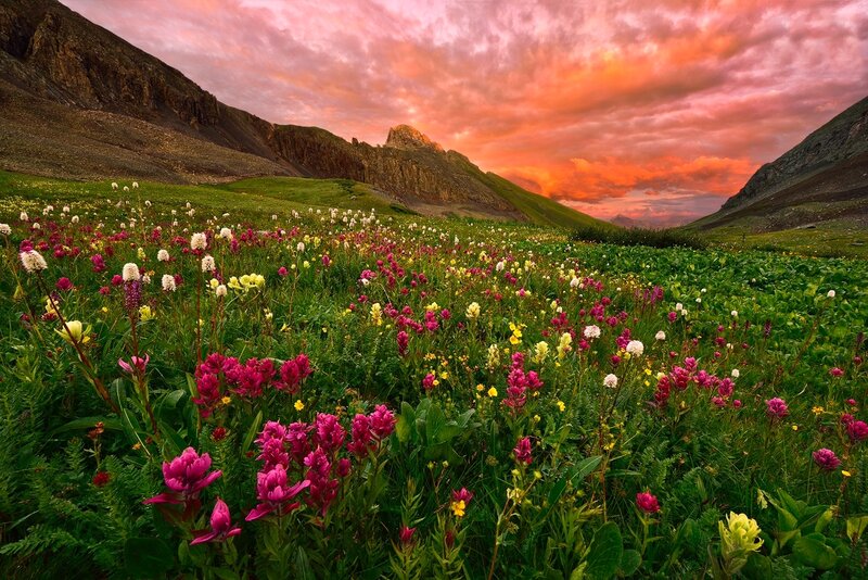 Wildflowers in Mountain Valley — Pink