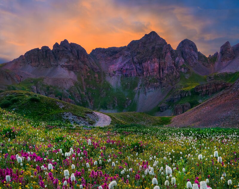 Wildflowers in Mountain Valley — Purple, Dramatic