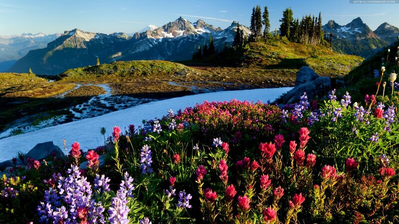 Wildflowers in Mountain Valley — Purple, Serene, Morning